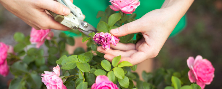 Выращивание роз в Ростове-на-Дону: секреты процветания и красоты